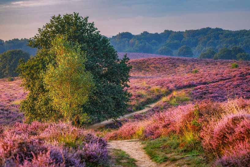 paars landschap van Pim Leijen