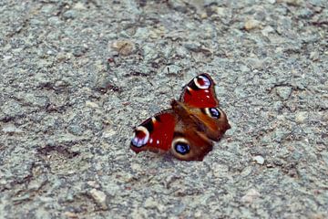Dagpauwoog vlinder op beton van Carlijn Vos