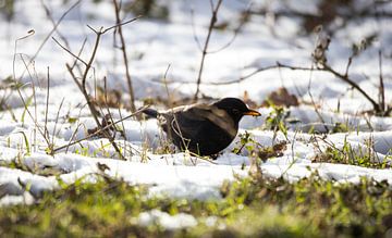 Een Merel zoekt eten in de laatste sneeuw. Zwarte vogel natuur.. van N. Rotteveel