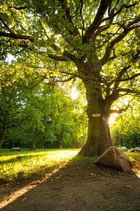 Alte Eiche im Licht