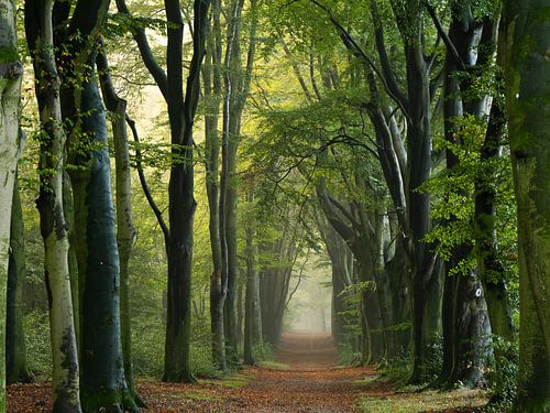 Bomenlaan in het ochtendlicht