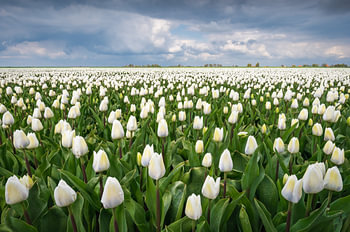 Champ de tulipes blanches