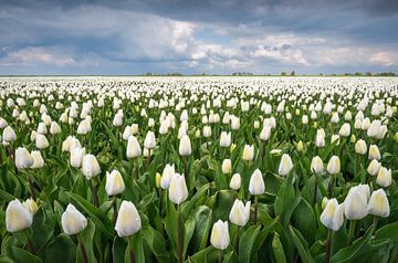 Wit tulpenveld van Jeroen Schouten