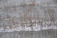 Icy cane plumes