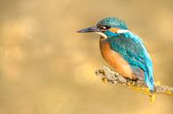 Kingfisher by Elles Rijsdijk thumbnail