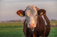 Oogcontact met nieuwsgierige roodbonte pink