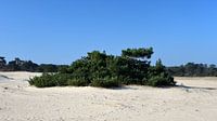 Grove dennen op de Hulshorsterzand van Gerard de Zwaan thumbnail