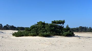 Pin sylvestre sur le sable de Hulshorster sur Gerard de Zwaan