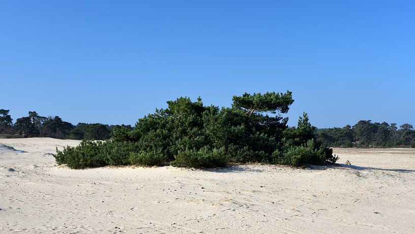 Grove dennen op de Hulshorsterzand van Gerard de Zwaan