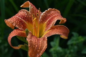 A daylily flower in the garden by Claude Laprise