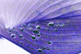 bunte Blätter von foto-fantasie foto-fantasie