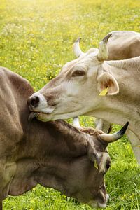 Les vaches de montagne à cornes toilettent leur fourrure.