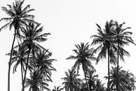 Palmen am Strand von Ouida in Westafrika von Photolovers reisfotografie Miniaturansicht