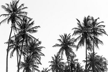 Palmbomen op het strand in Ouida in West-Afrika