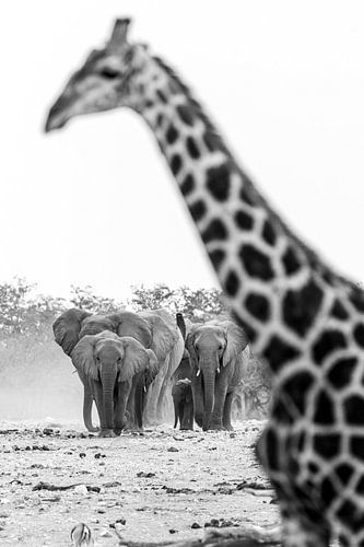 Olifanten en giraffe in zwart wit | Wildlife Afrika