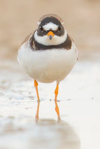 Pluvier à bec bigarré