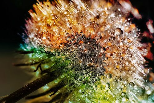 Löwenzahn mit Tropfen und vielen Farben