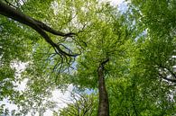 Baumhimmel von Angelika Beuck Miniaturansicht