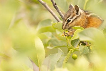 eating tasty berries by Kris Hermans