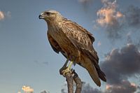 Arendbuizerd loert op prooi vanaf hoge tak