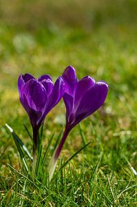 Lila Frühlings Krokus Blüten in der grünen Wiese vertikal