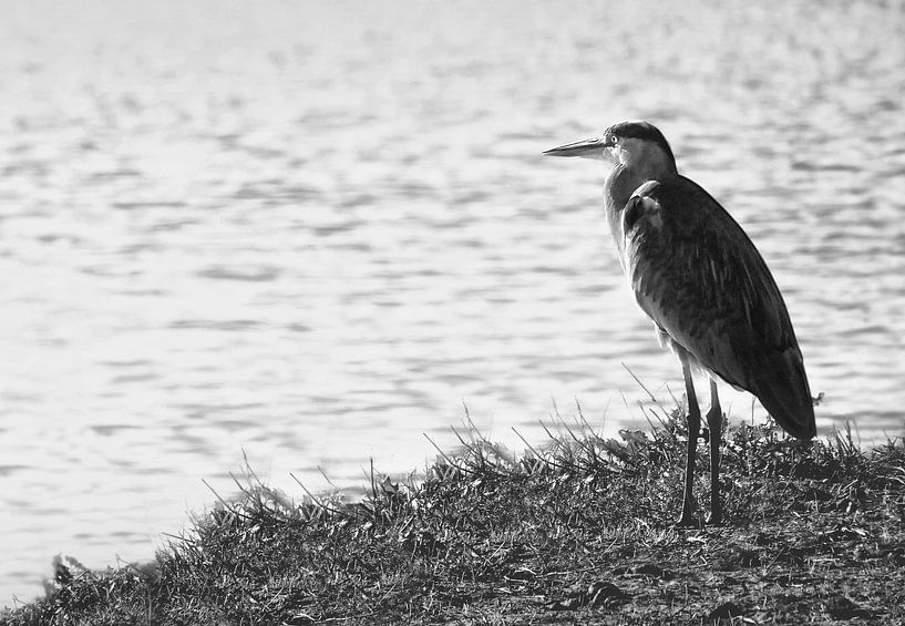 The heron along the waterfront by Maickel Dedeken