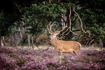 Red deer