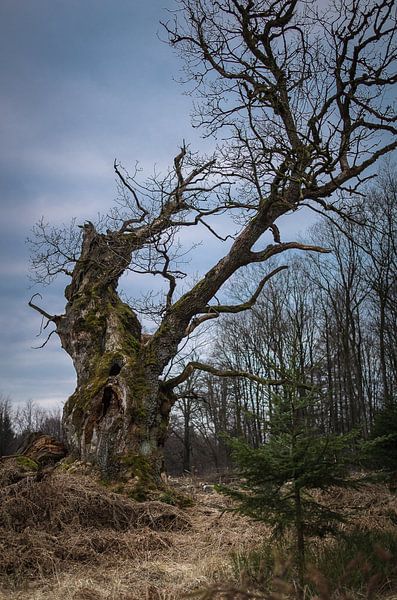 At the old court oak by Jürgen Schmittdiel Photography