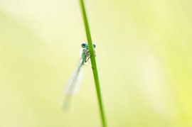 Blauwe waterjuffer von Christel Nouwens- Lambers