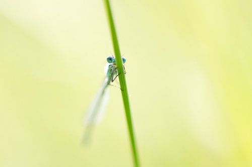 Blauwe waterjuffer