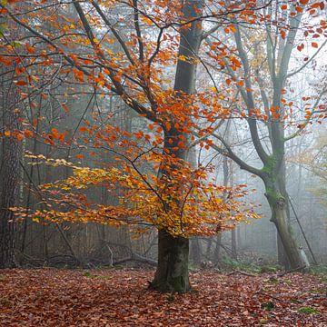 Gouden kleuren in het herfstbos van Jan van der Vlies