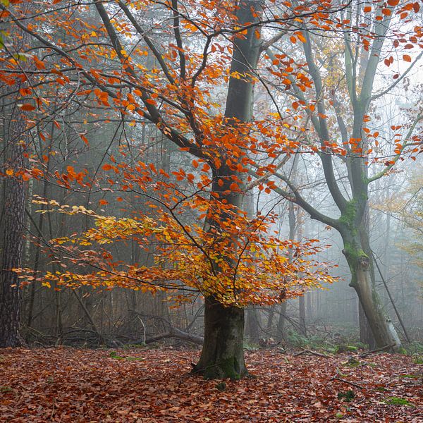 Golden colours in the autumn forest by Jan van der Vlies