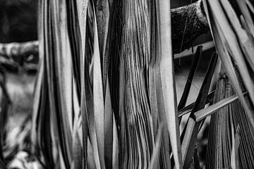 Palmboom van Fotoverliebt - Julia Schiffers