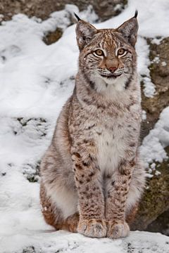 A beautiful and proud wild forest wildcat Lynx sits upright and looks with clear eyes. On the snow w by Michael Semenov