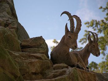 Two majestic ibexes on a rocky outcrop on a mountain peak