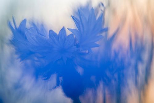 wonderful cornflower