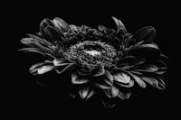 Gerbera zwart-wit 