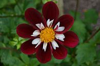Chrysanthemum, Rood/wit van Patricia Leeman thumbnail