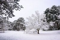 Lonely tree with snow