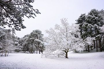 Eenzame boom bedekt met sneeuw van Menno van der Haven