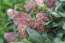 Red skimmia