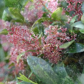 Rote Skimmie von Art. by Janine