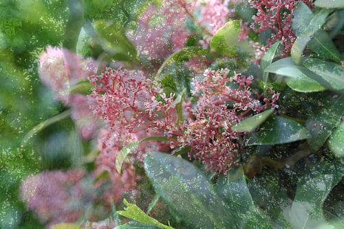 Skimmia rouge
