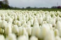Dutch tulips