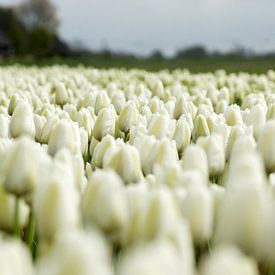 Holländische Tulpen von Gerda Venema