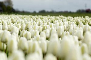 Hollandse tulpen van Gerda Venema