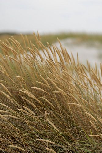 Schiermonnikoog - Dunes et agrostide ondulante