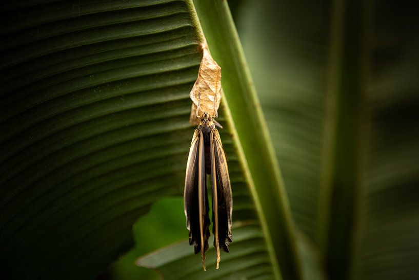 Owl Butterfly by Miranda van Assema