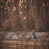 Blauwe reiger bij de rivier van Imladris Images