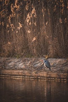 Grey Heron by the River by Imladris Images